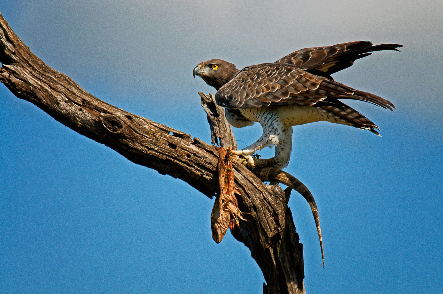 Martial eagle with leguaan kill on the H4-2 Near Crocodile Bridge camp in the Kruger National Park