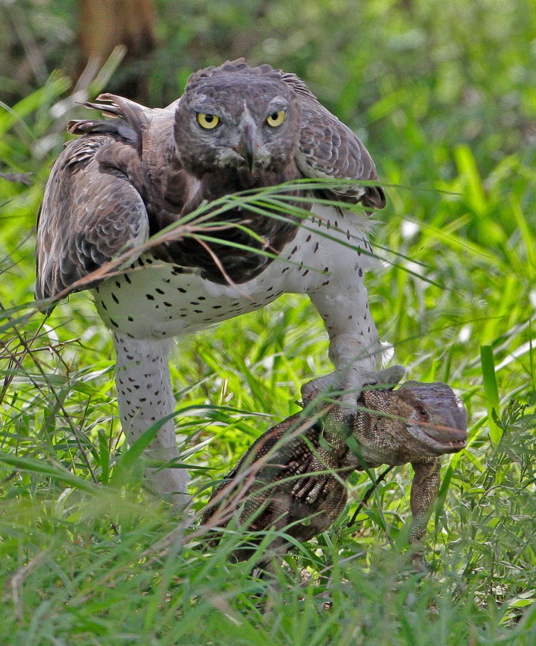 Martial Eagle with Rock Monitor taken on a Self-drive Safari in the Kruger National Park