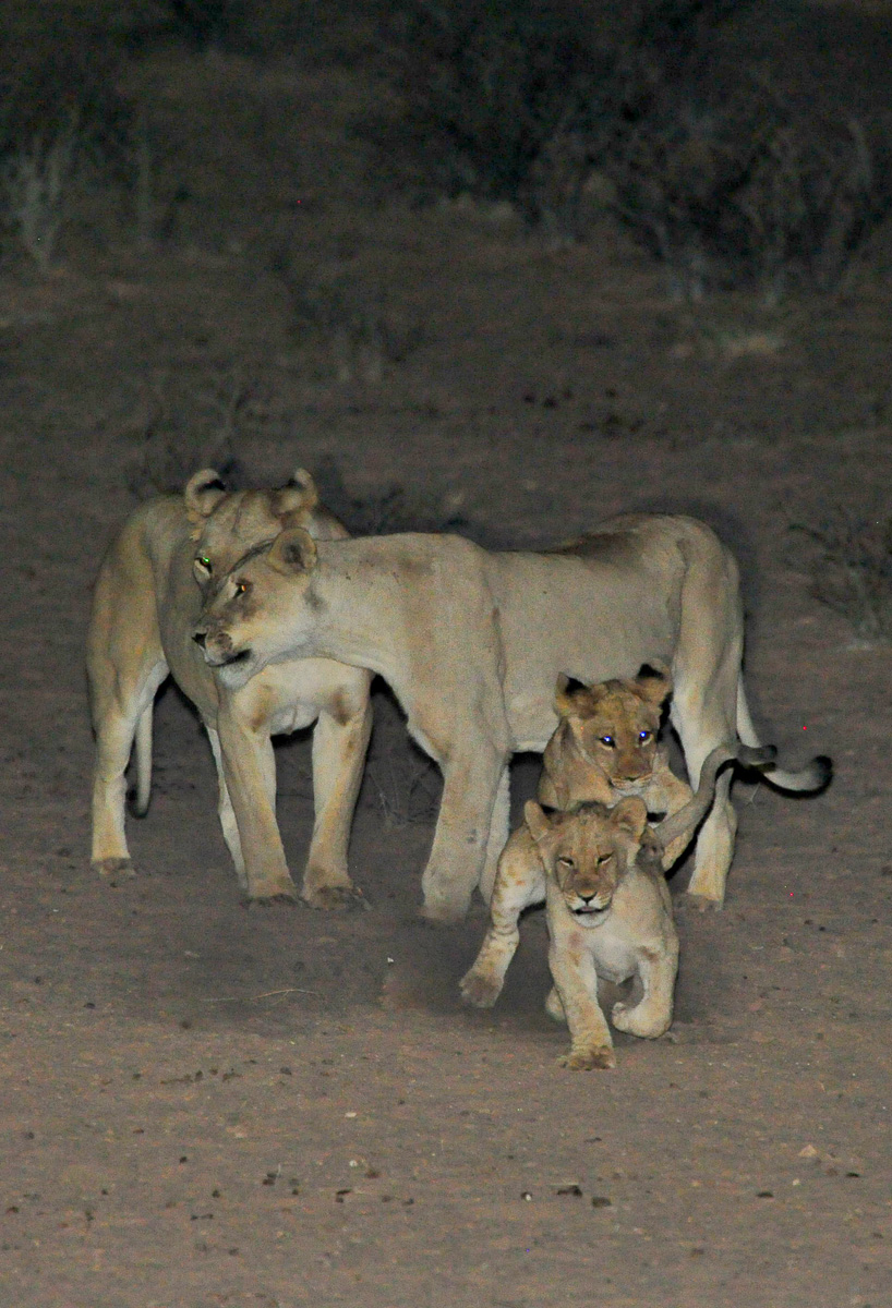 lion cubs playing at the waterhole at Mata mata