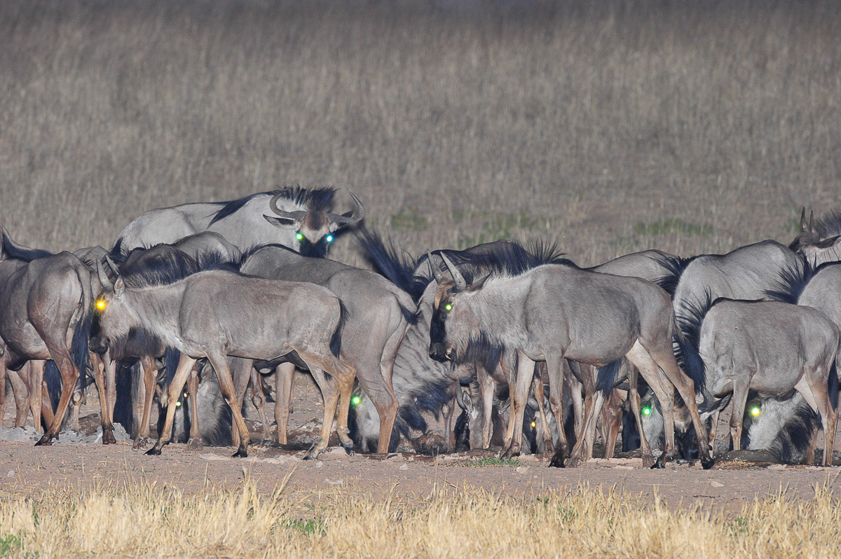 Wildebeest at Mata Mata waterhole at night