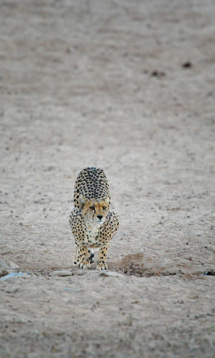 cheetah drinking at Mata Mata waterhole