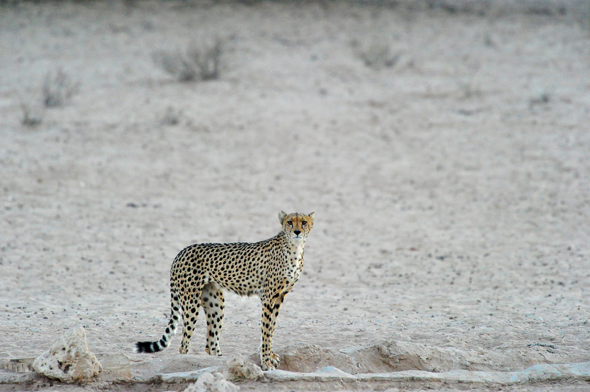 A cheetah at the Mata Mata waterhole