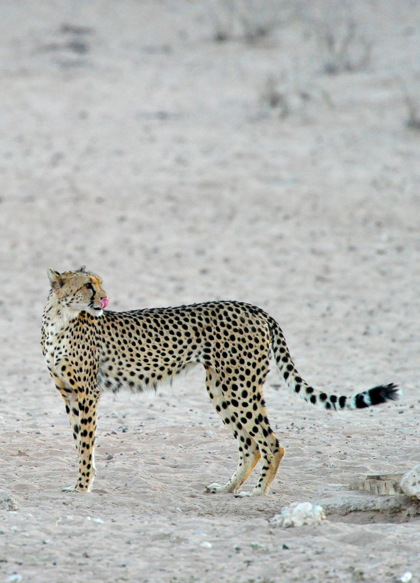 Cheetah standing at the waterhole after having a drink Mata Mata camp
