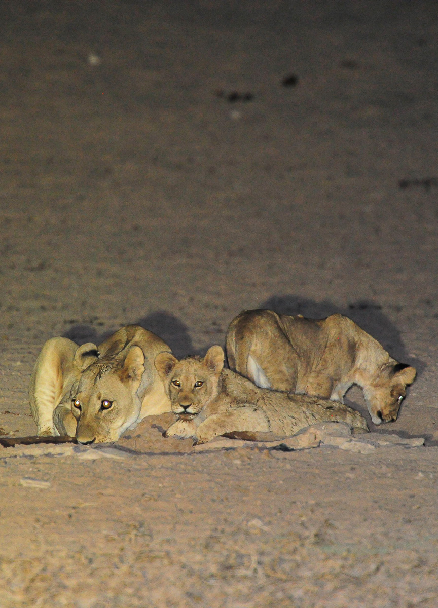 Lions at the waterhole at Mata Mata camp