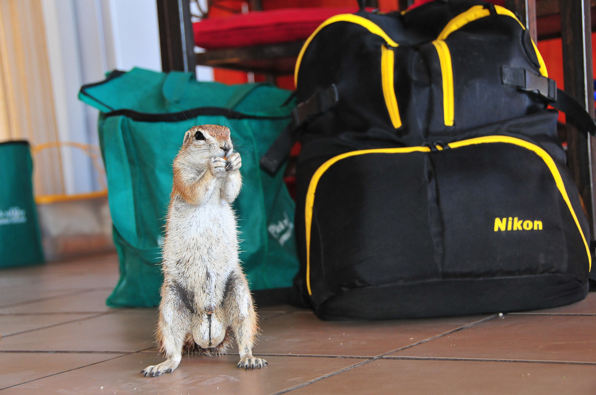 Ground Squirrel in our chalet at Mata Mata