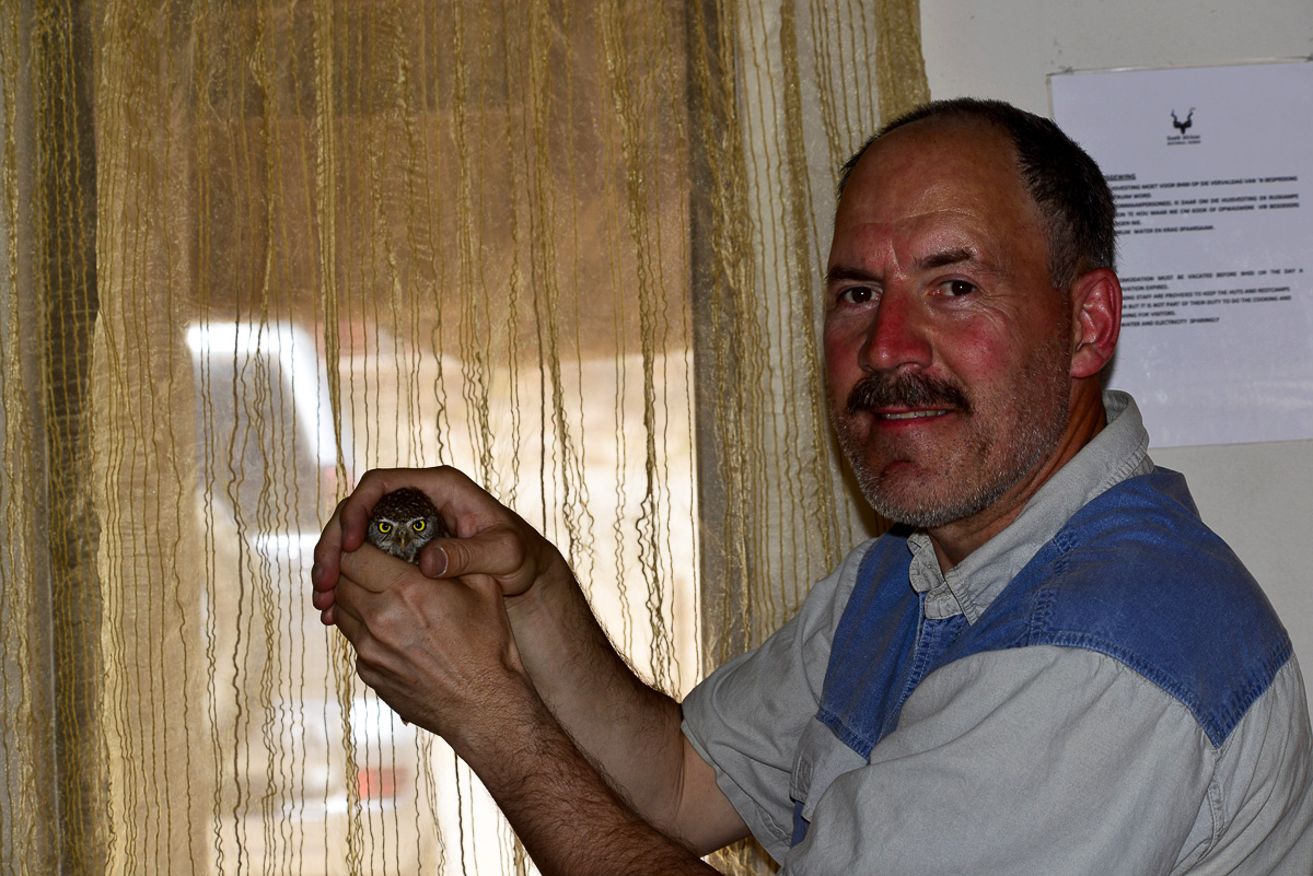 pearl spotted owlet in our chalet at Mata Mata camp