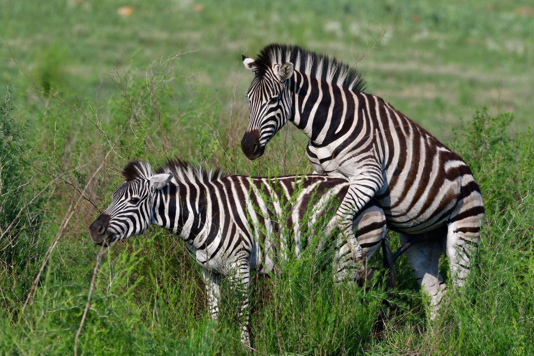 mating zebras mating zebras