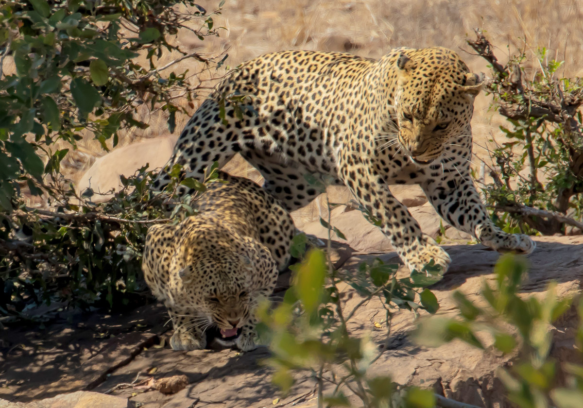 Mating Leopards, image taken near the S147 and H1-4 near Balule camp in the Kruger National Park