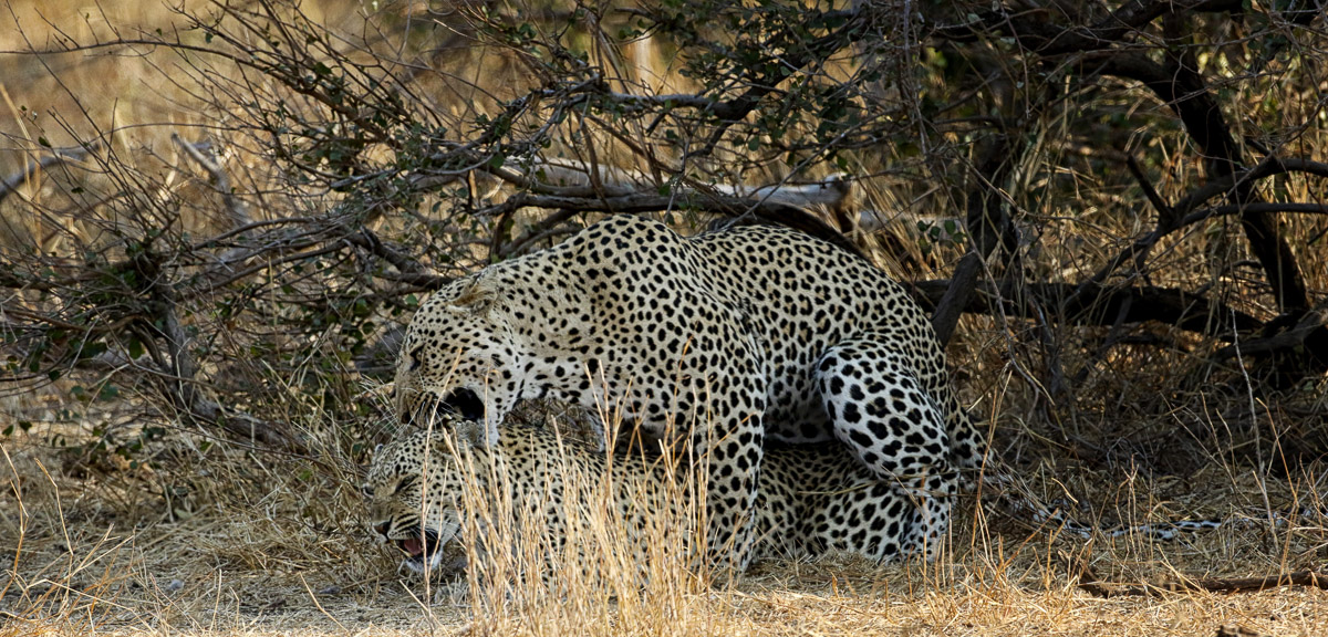 Mating leopards near S147 road in Kruger Park