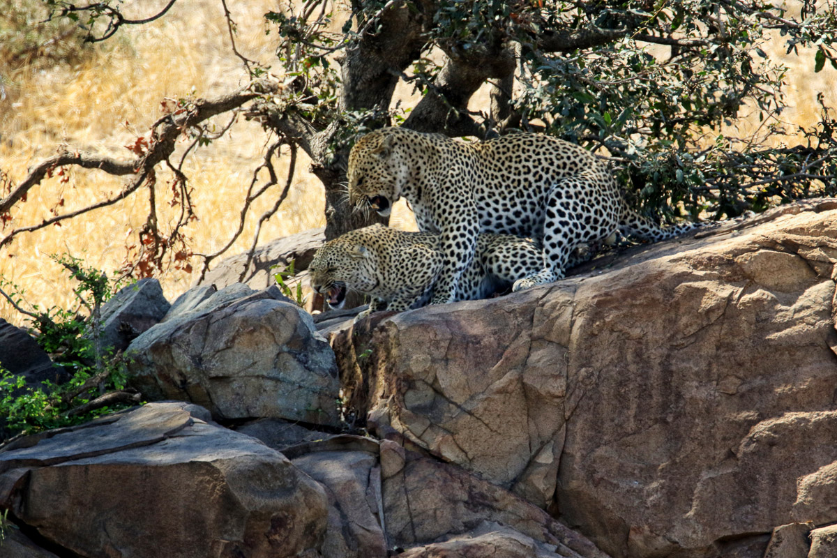 Mating Leopards on the S147 near Balule camp in the Kruger National Park