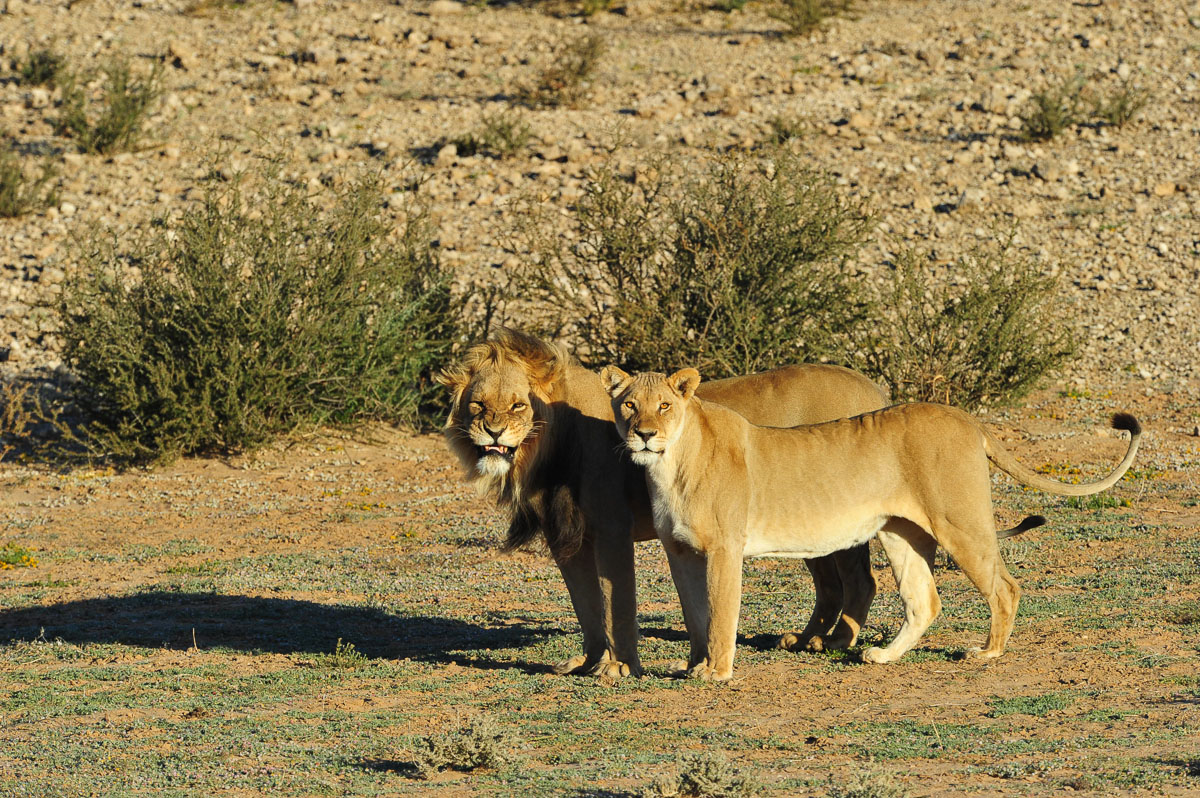Mating lion pair giving us the look