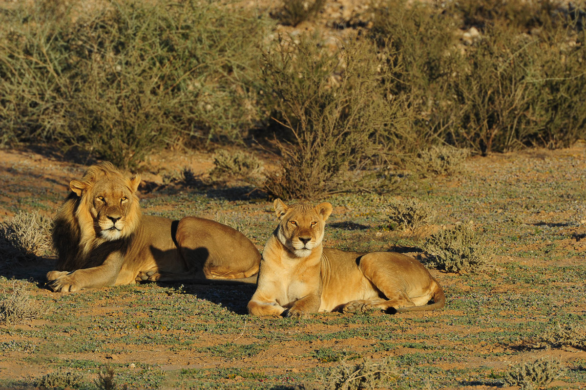 a pair of mating Lions on Safari