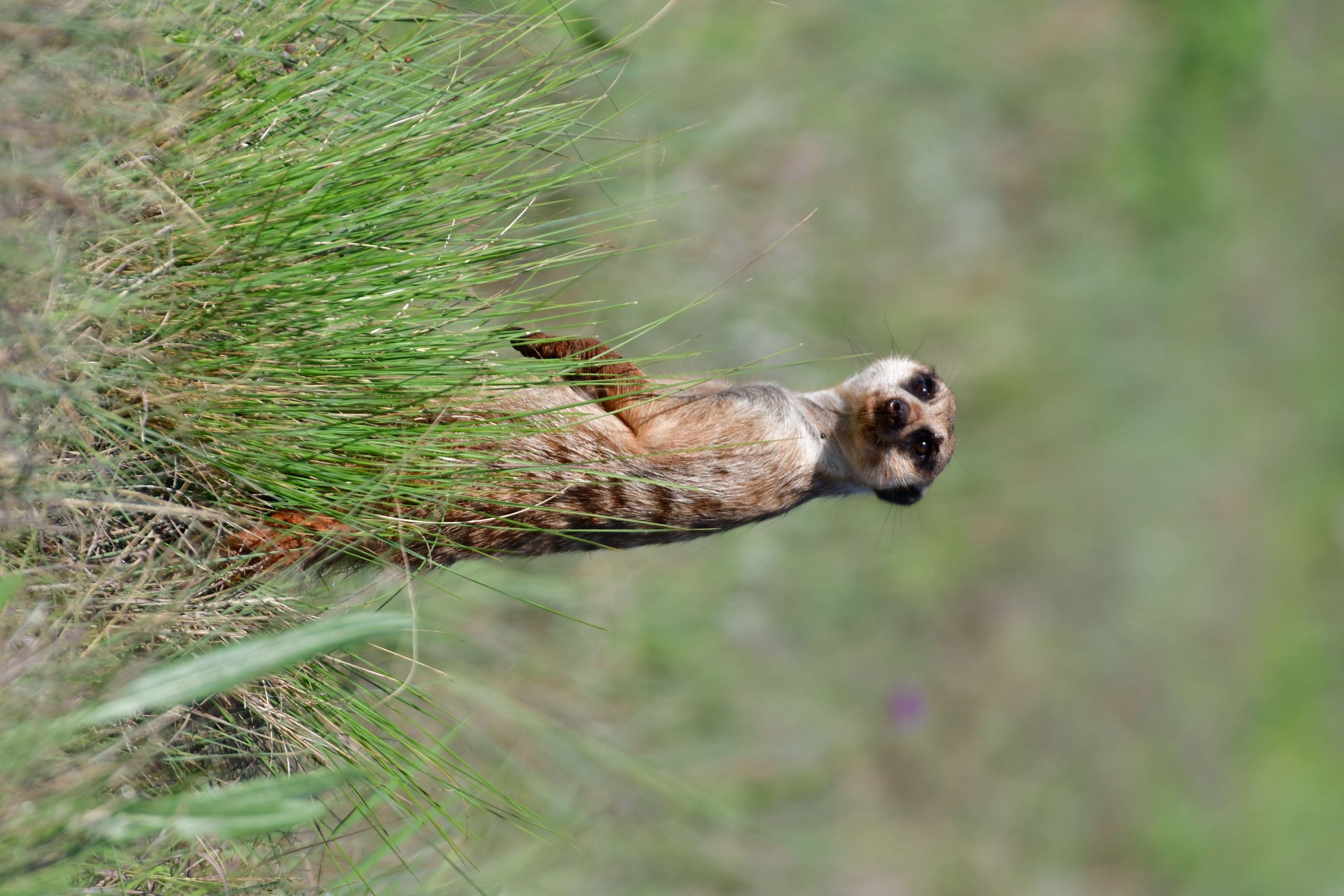 Meerkat looking at us Meerkat looking at us