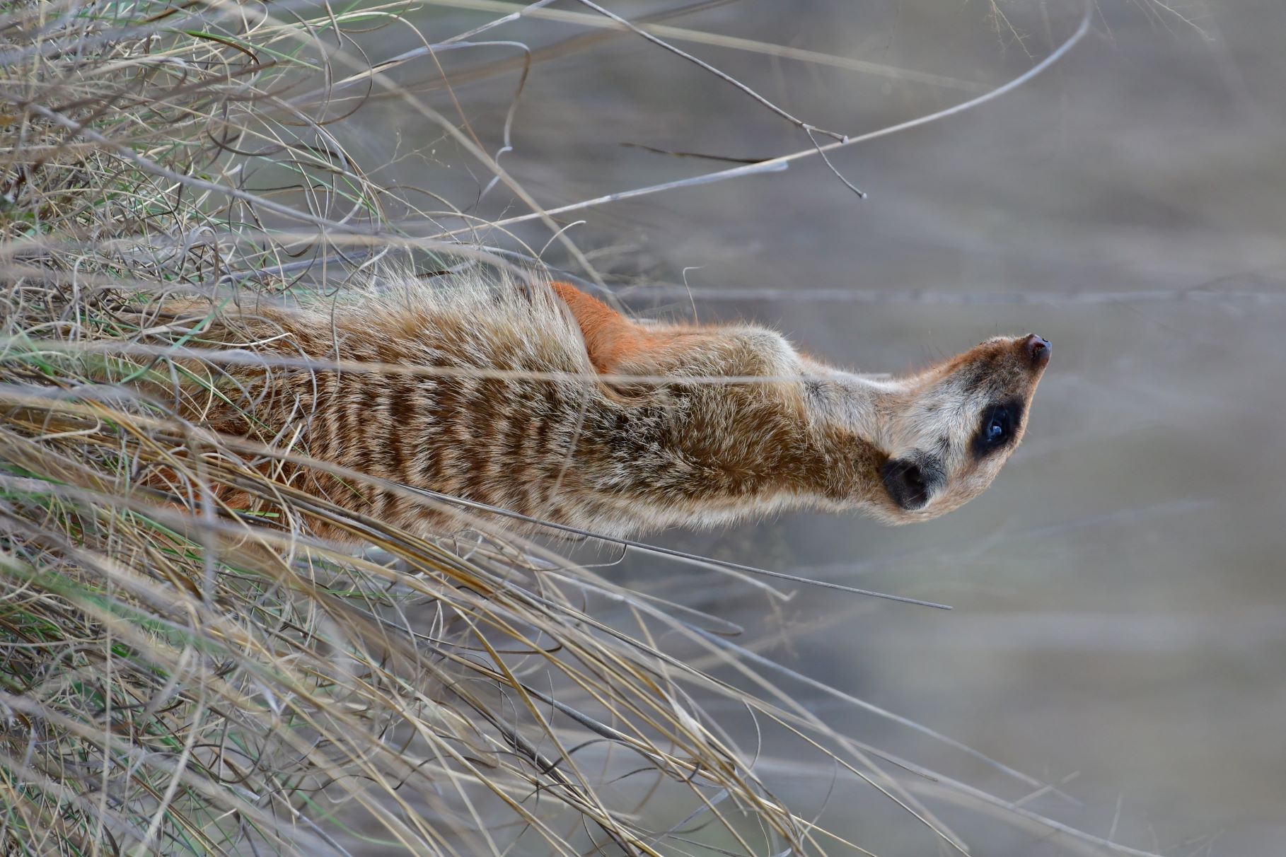 Meerkat scanning the skies Meerkat scanning the skies