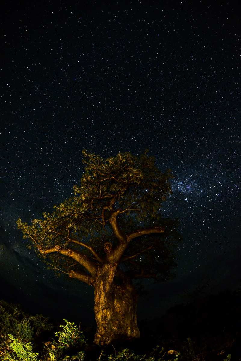 Milky Way above Baobab at Singo in Makuya Park near Pafuri in the Kruger National Park