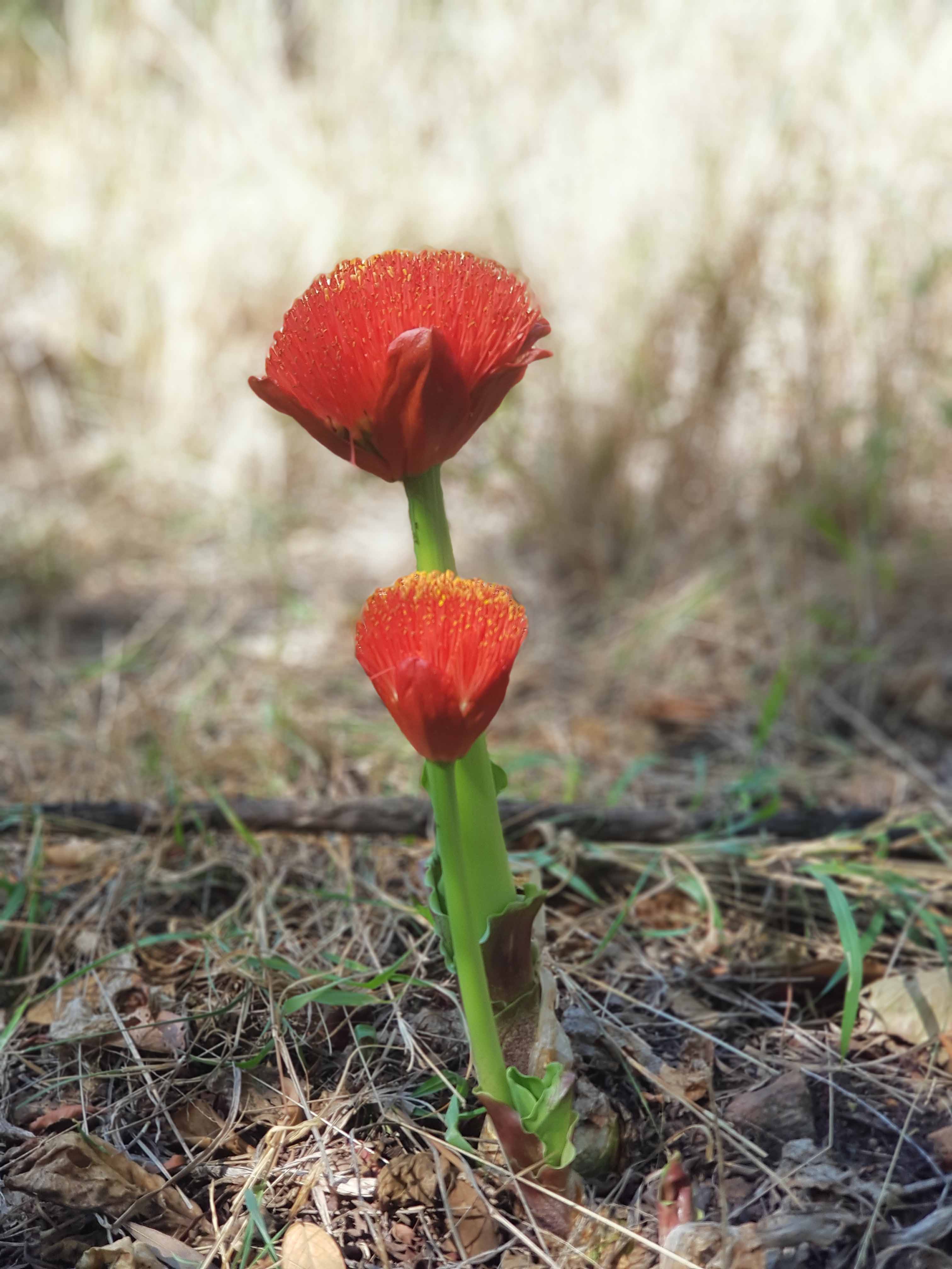 Paintbrush lily