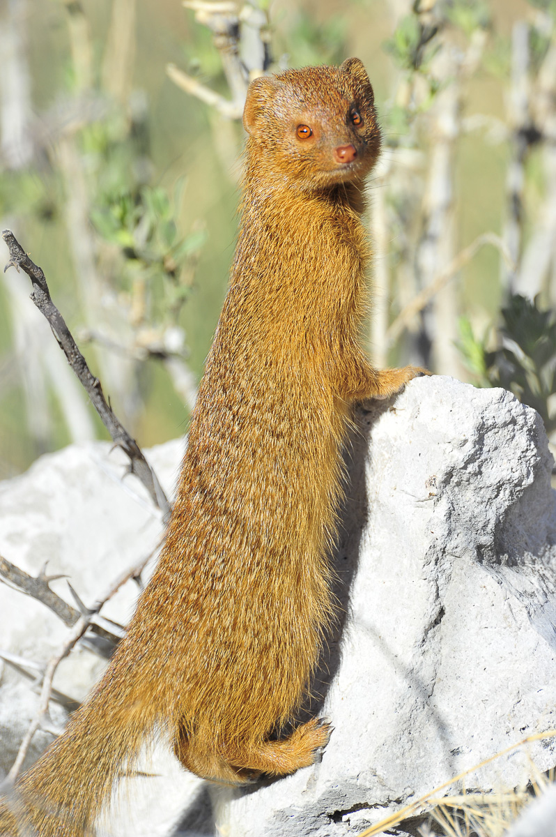 Mongoose standing on the wall in Okaukuejo camp