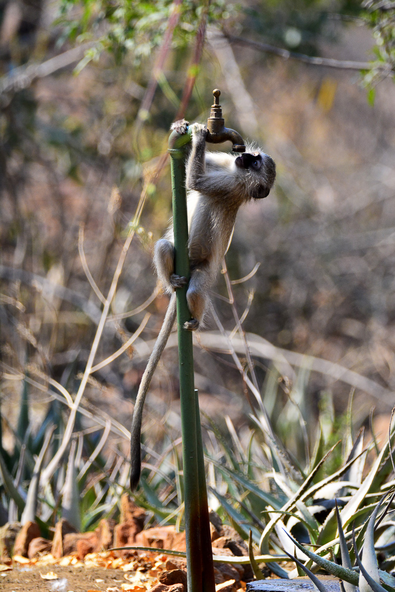 Vervet Monkey drinking from tap in Punda Maria camp