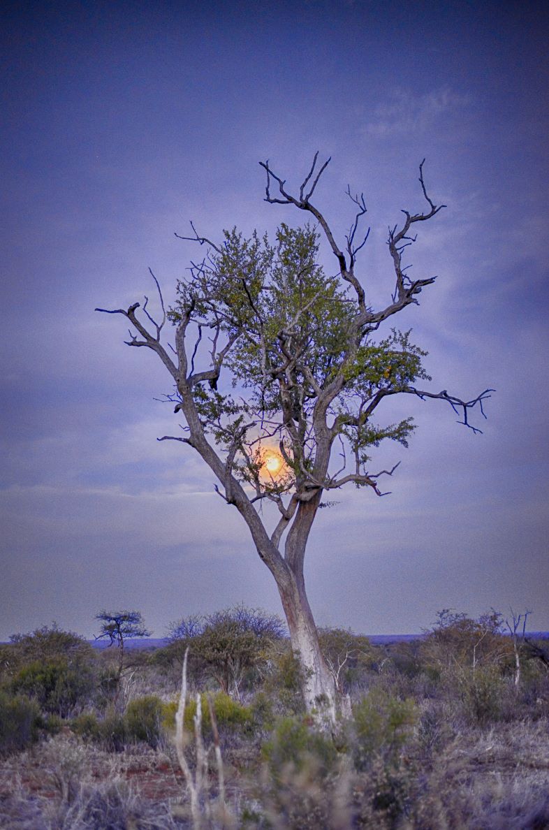this moon and tree picture was taken on a sunset drive at Makanyane Safari Lodge