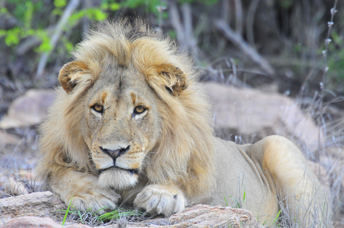 Mopan lion seen near camp