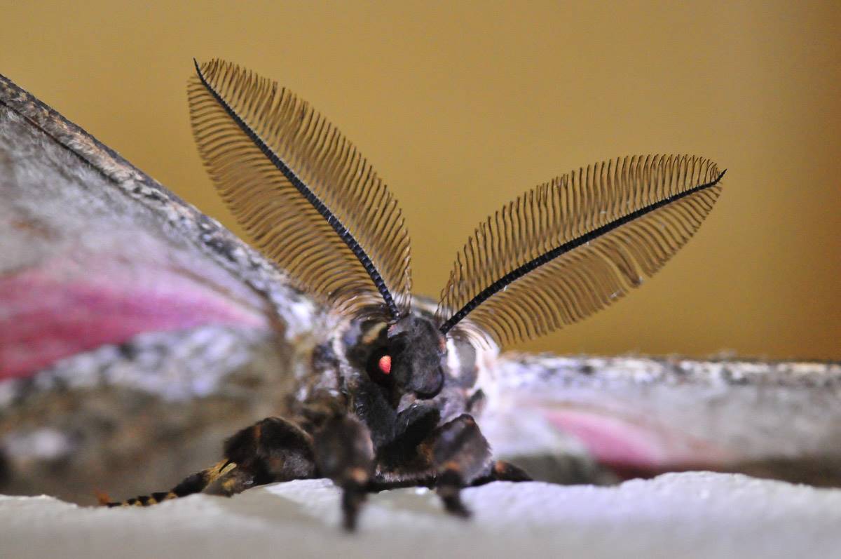 Front view of the Mopane moth image taken in the Kruger National Park
