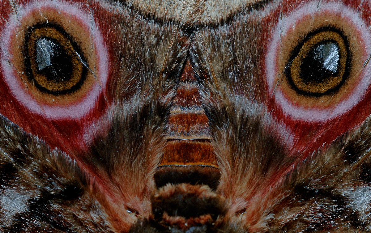 Mopane moth wings image taken in Mopani camp in the Kruger National Park