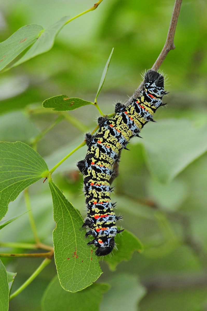 Mopane worm taken at Mopani camp