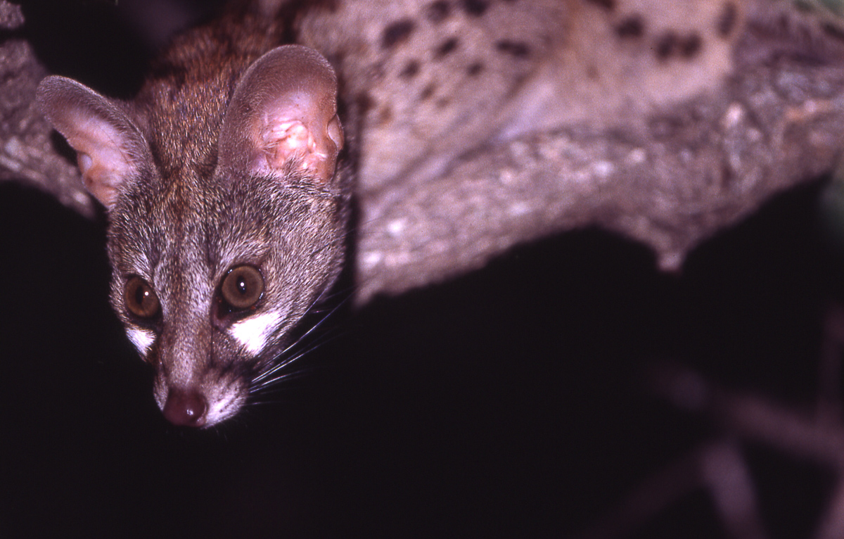 Mopani camp's night visitor the Genet