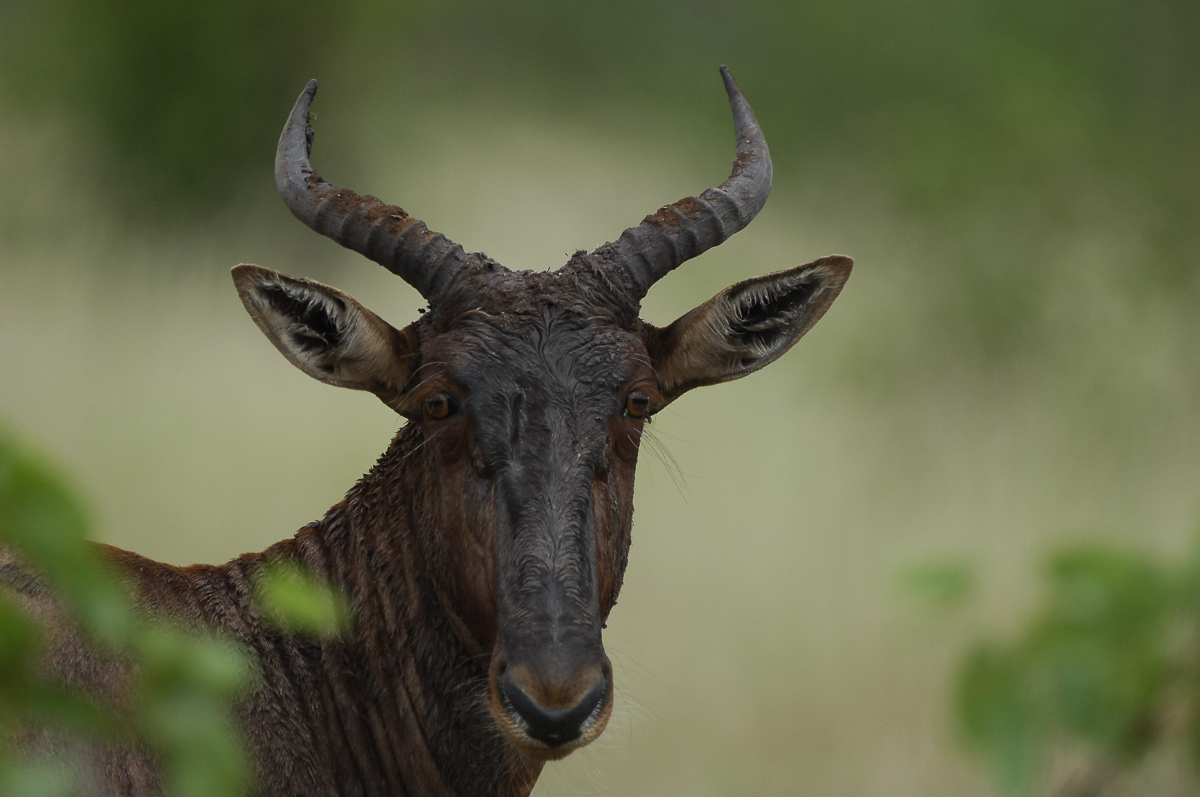 Tsessebe round Mopani rest camp