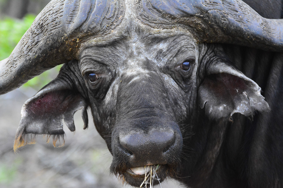 Mopani Buffalo near camp