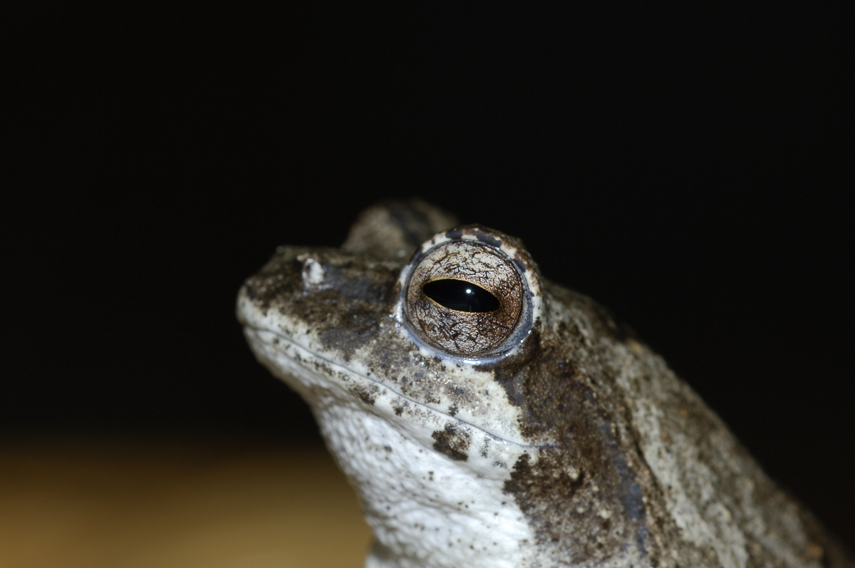 A frog at our Mopani bungalow