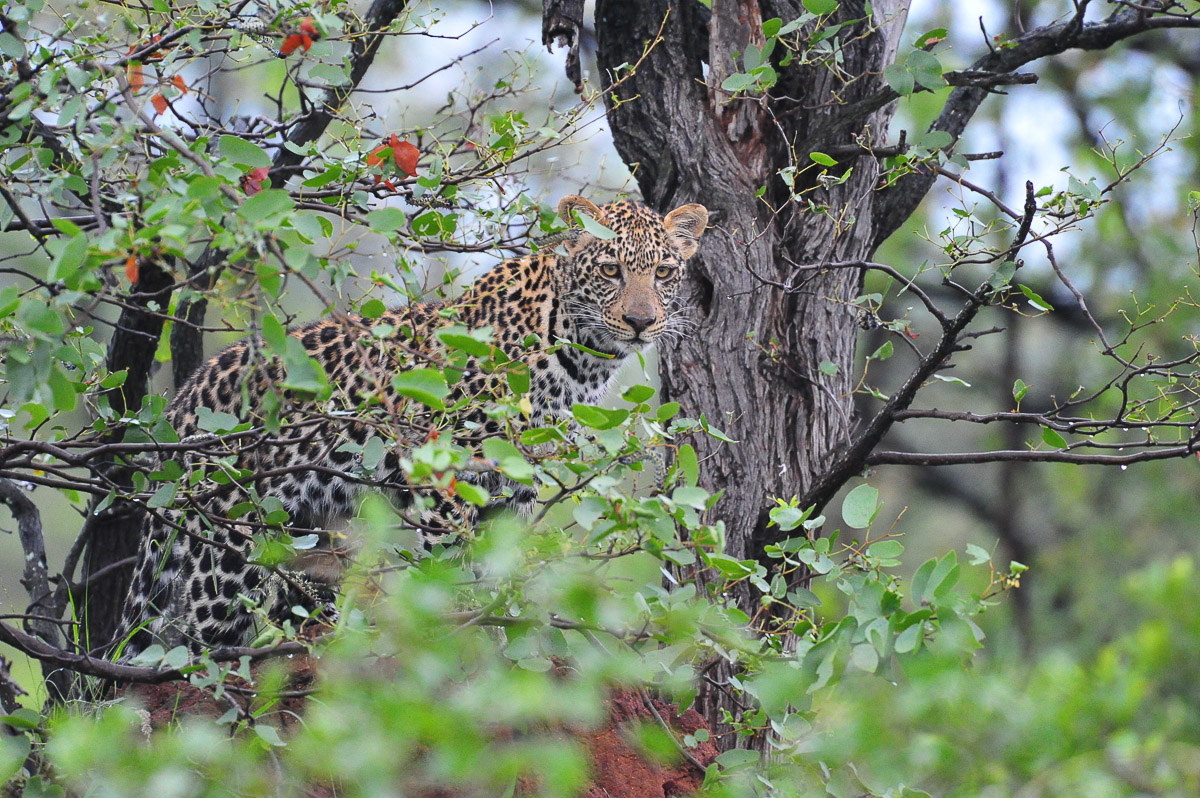 Leopard cub near Mopani camp