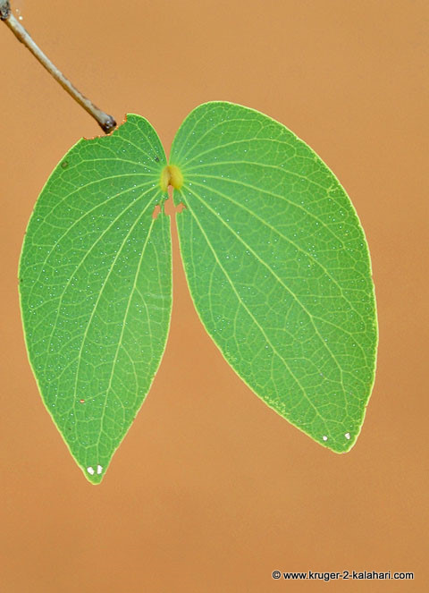 Mopani tree butterfly leaf Mopani tree butterfly leaf