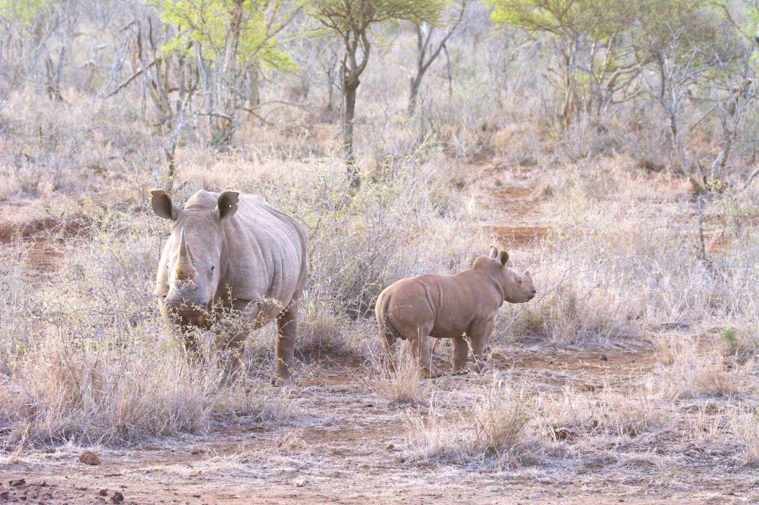 Rhinos taken while staying at Mosetlha Bush Camp