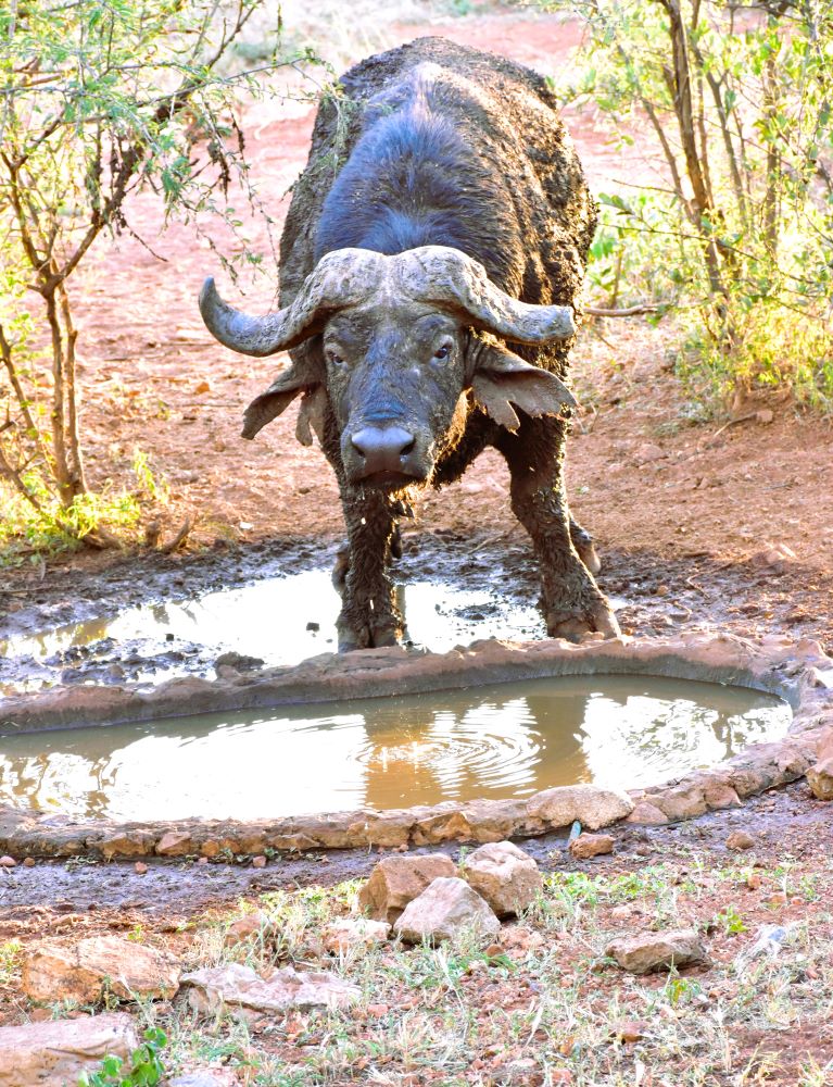 Buffalo drinking at a bird bath at Mosetlha Bush Camp
