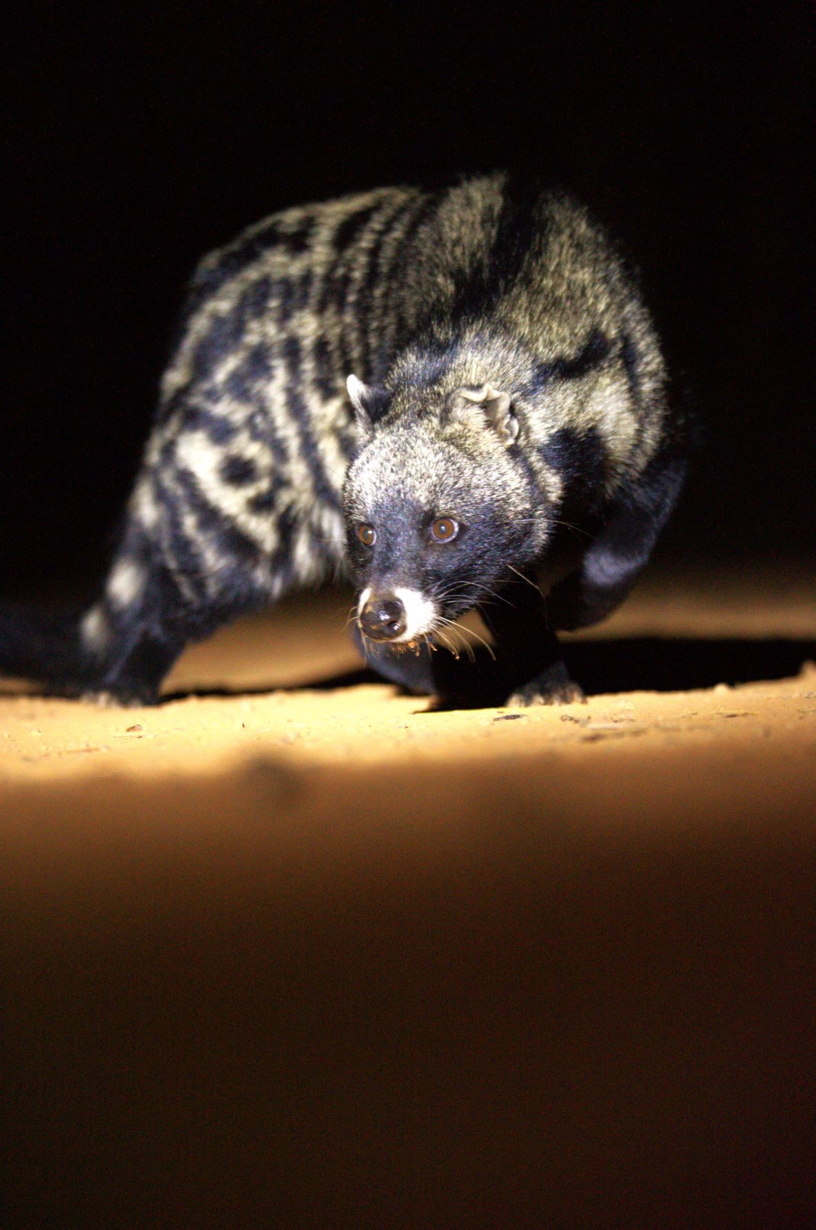 The civet that comes to Mosetlha camp at night