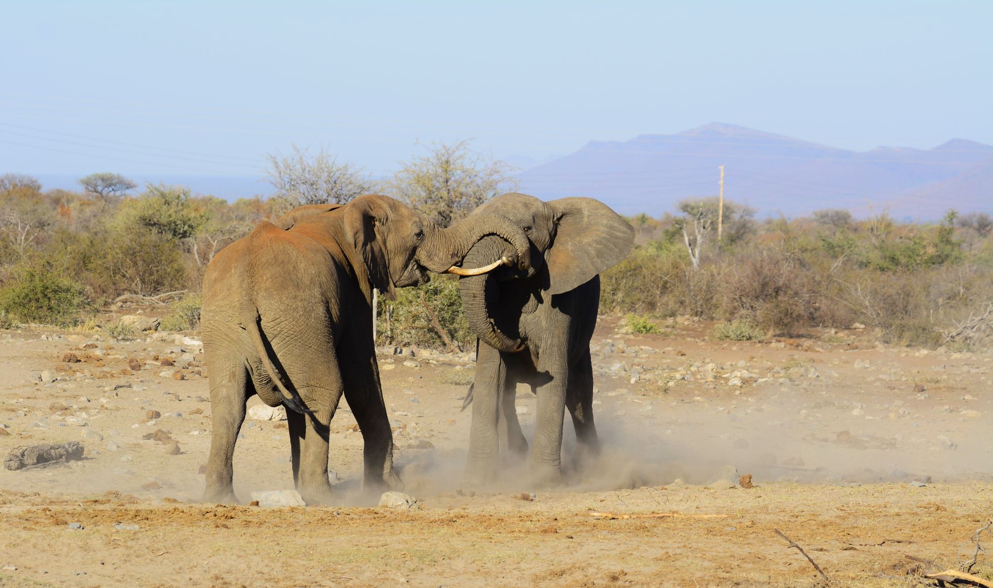Elephant fighting at Vleisfontein image taken on game drive at Mosetlha
