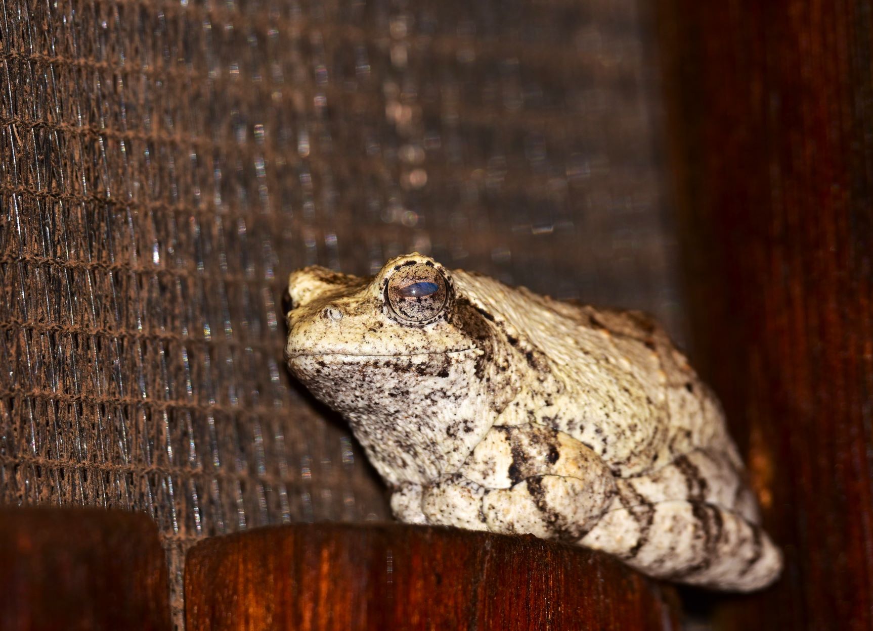 Look who we found in the bathroom at Mosetlha Bush Camp