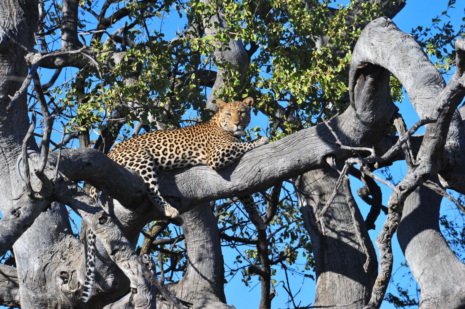 Leopard in tree image taken on game drive while at Mosetlha