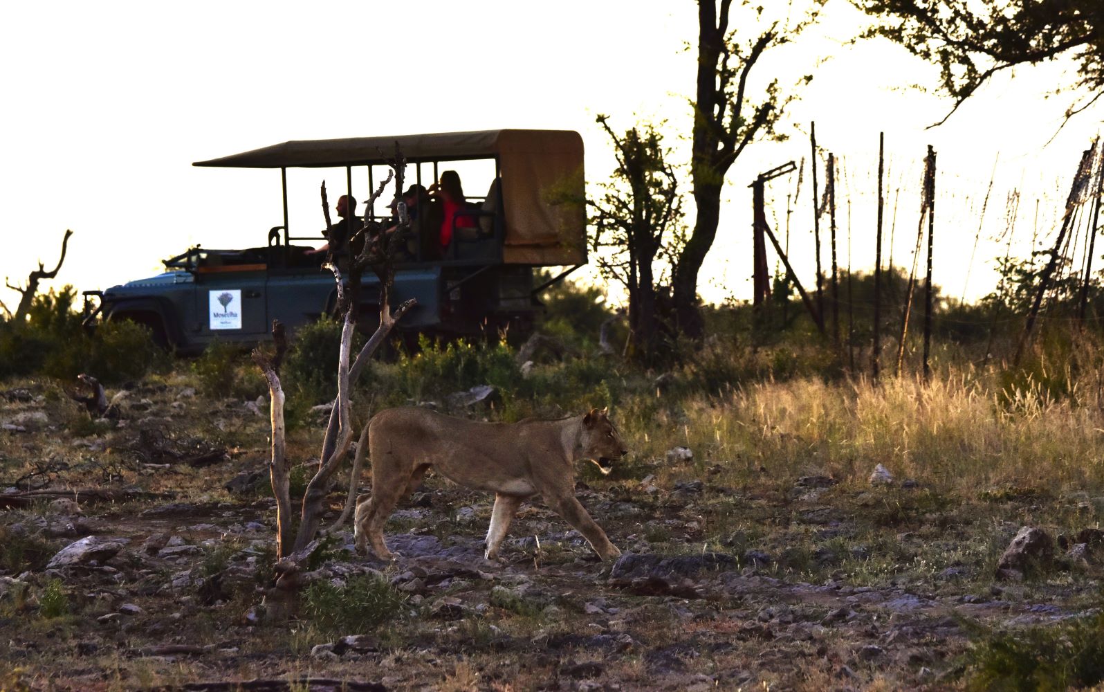 Lioness image taken on game drive with Mosetlha Bush Camp