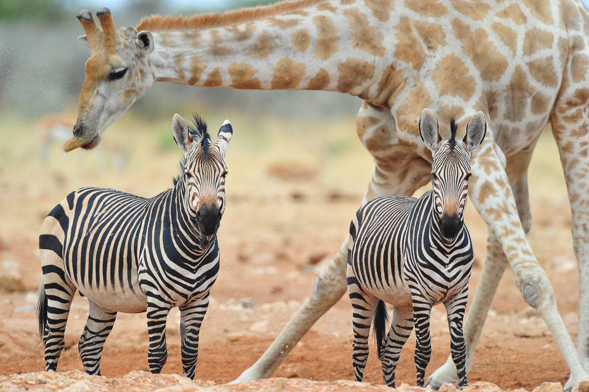 Mountain zebras and giraffe on the Western side of Etosha