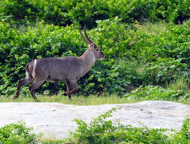 Waterbuck photographed from our tent