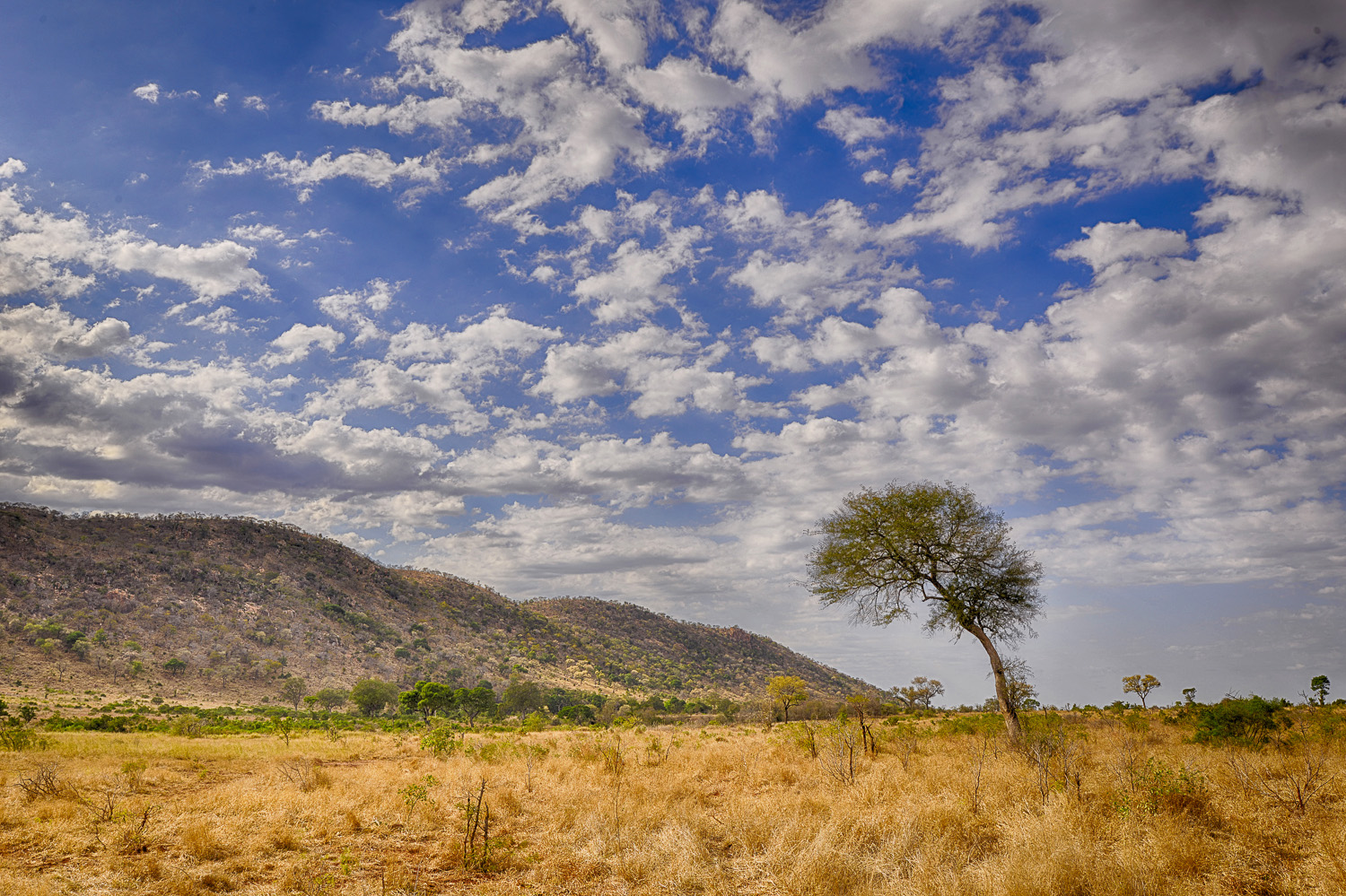 Muntshe image taken from the H10 near Lower Sabie in the Kruger National Park