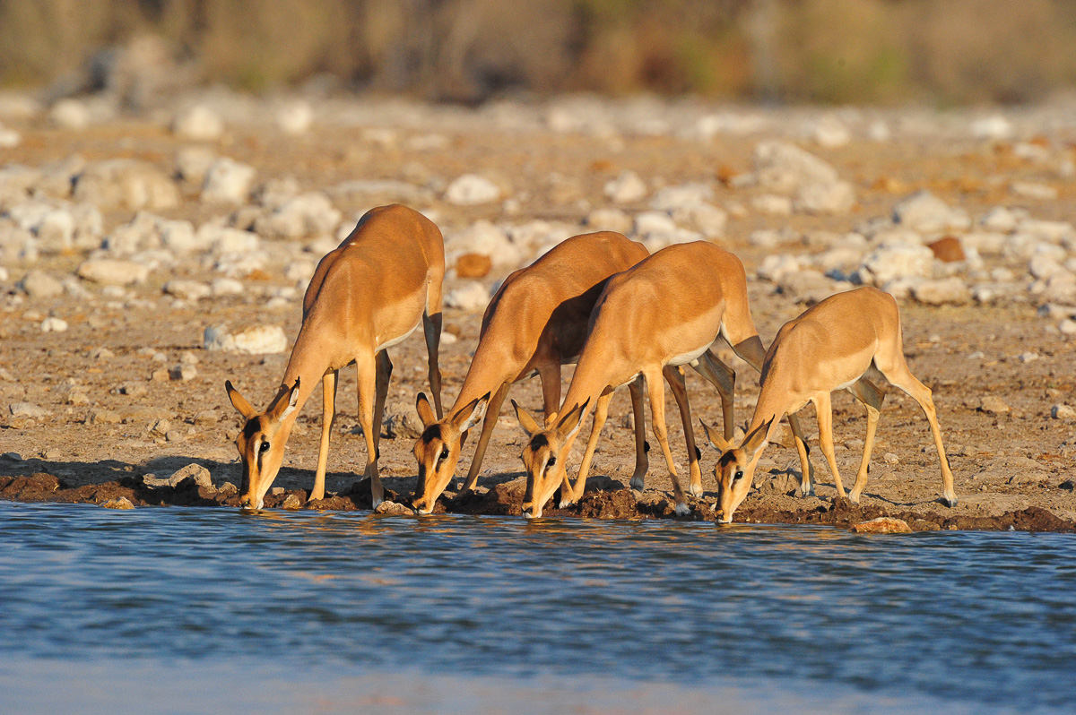 Black faced impala drinking at Klein Namutoni waterhole in Etosha