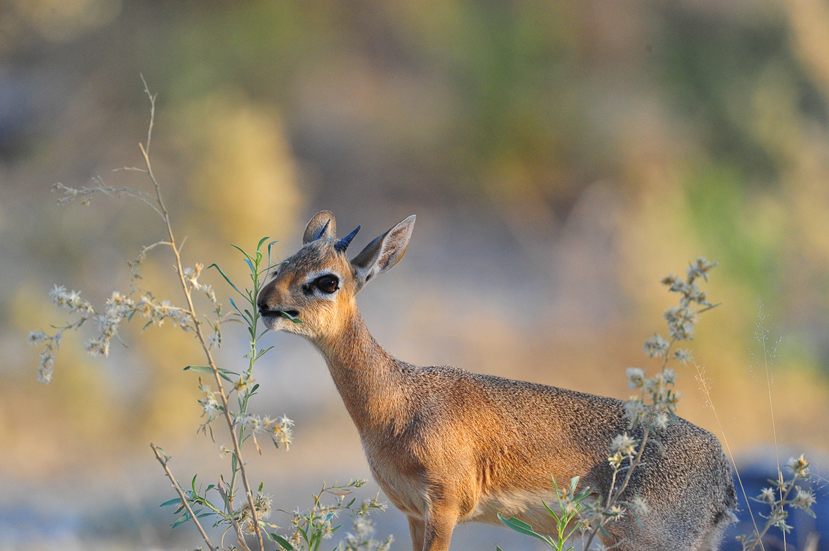 Namutoni Damara dik dik in Etosha