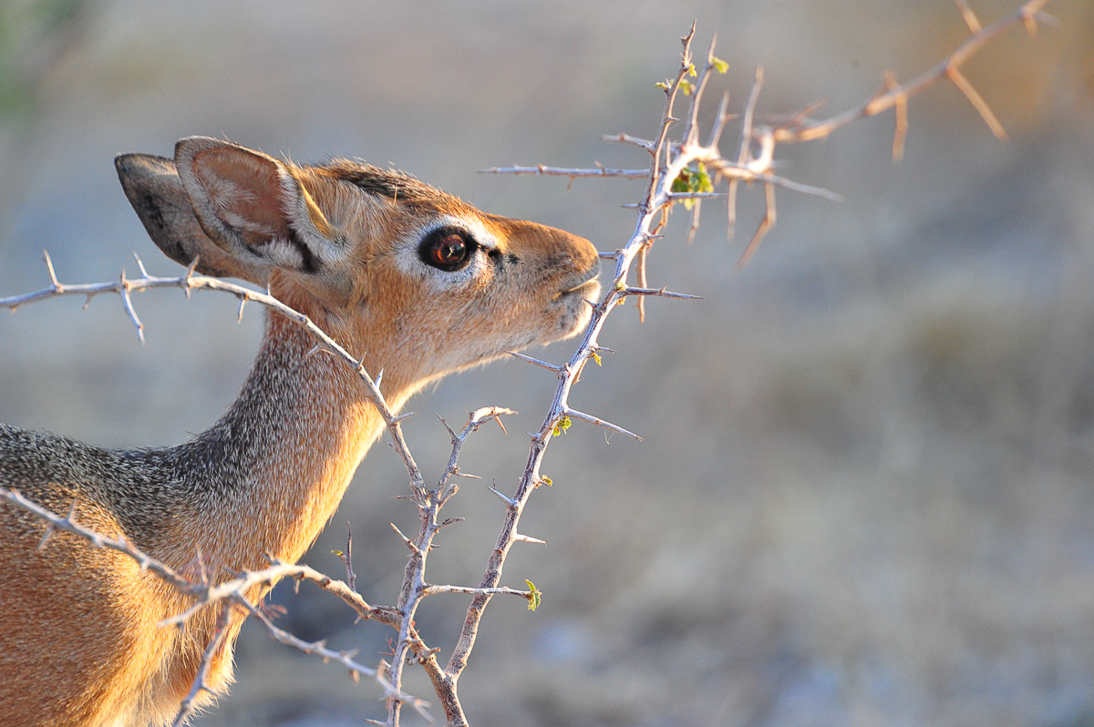 Damara dik-dik in the Namutoni area in Etosha