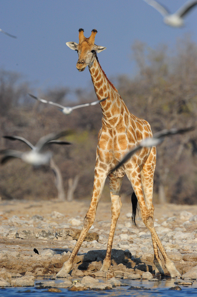 Giraffe at Klein Namutoni waterhole