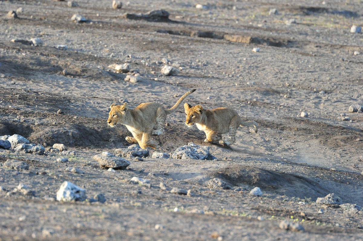 Namutoni lion cubs playing at Chudop waterhole