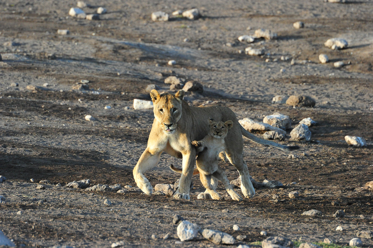 Namutoni lioness and cub at Chudop waterhole