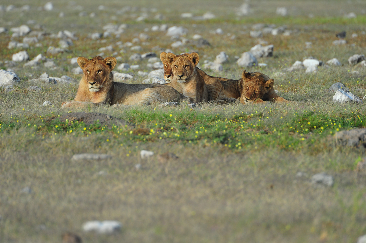 lion cubs near Chudop waterhole in the Namutoni area